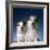 Two dogs sticking out their tongues-Christopher C Collins-Framed Photographic Print