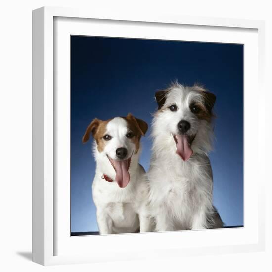 Two dogs sticking out their tongues-Christopher C Collins-Framed Photographic Print