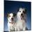 Two dogs sticking out their tongues-Christopher C Collins-Mounted Photographic Print
