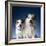 Two dogs sticking out their tongues-Christopher C Collins-Framed Photographic Print