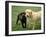 Two Dogs with Rope in Mouth-Bruce Ando-Framed Photographic Print