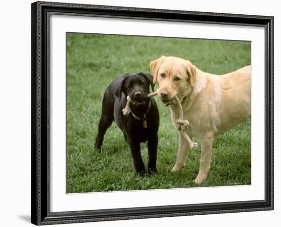 Two Dogs with Rope in Mouth-Bruce Ando-Framed Photographic Print