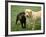 Two Dogs with Rope in Mouth-Bruce Ando-Framed Photographic Print