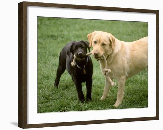 Two Dogs with Rope in Mouth-Bruce Ando-Framed Photographic Print