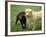 Two Dogs with Rope in Mouth-Bruce Ando-Framed Photographic Print