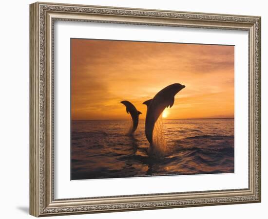 Two Dolphins-Hubert & Klein-Framed Art Print