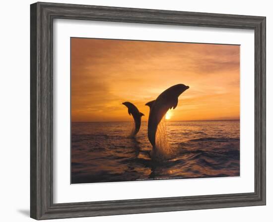 Two Dolphins-Hubert & Klein-Framed Art Print