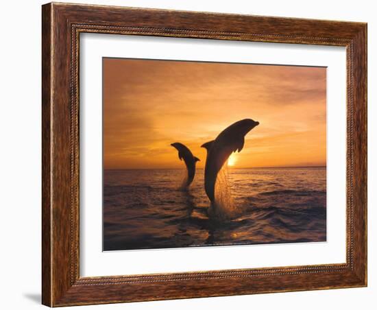 Two Dolphins-Hubert & Klein-Framed Art Print