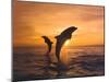 Two Dolphins-Hubert & Klein-Mounted Art Print