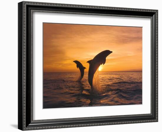 Two Dolphins-Hubert & Klein-Framed Art Print