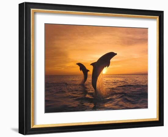 Two Dolphins-Hubert & Klein-Framed Art Print