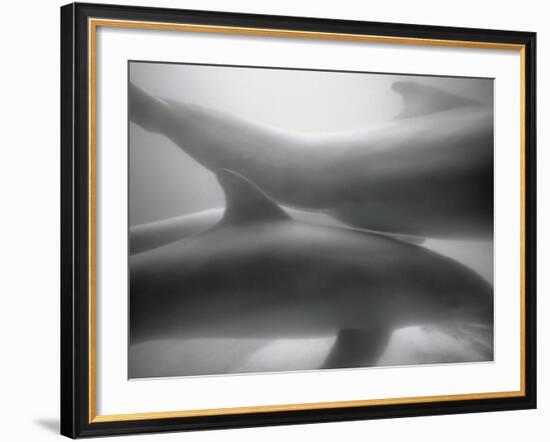 Two Dolphins-Henry Horenstein-Framed Photographic Print