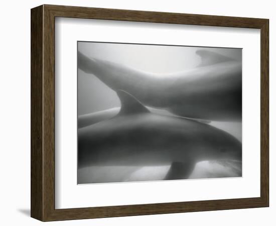 Two Dolphins-Henry Horenstein-Framed Photographic Print