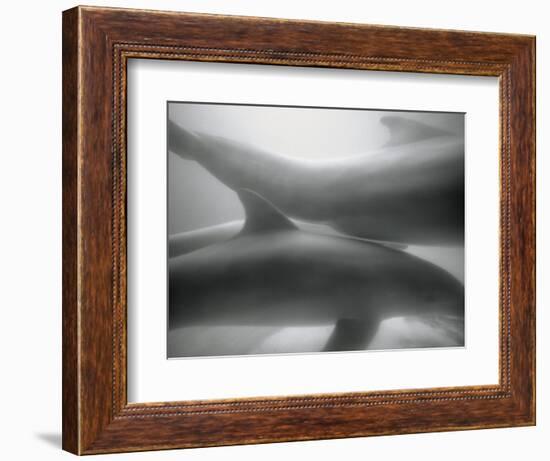 Two Dolphins-Henry Horenstein-Framed Photographic Print