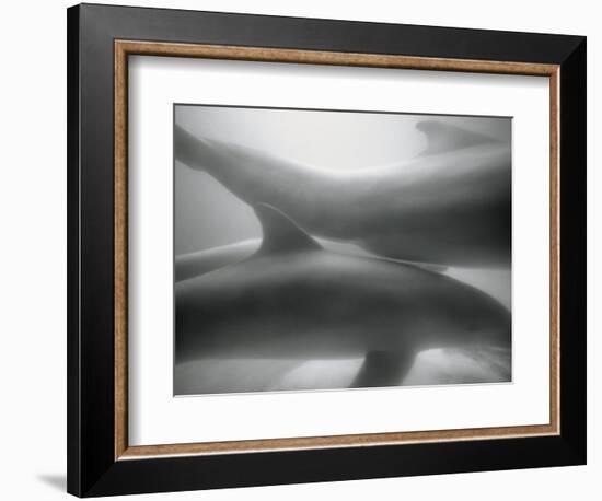 Two Dolphins-Henry Horenstein-Framed Photographic Print