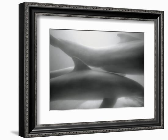 Two Dolphins-Henry Horenstein-Framed Photographic Print