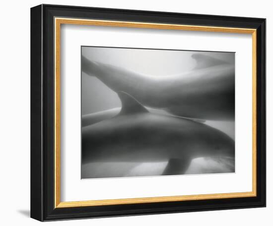 Two Dolphins-Henry Horenstein-Framed Photographic Print