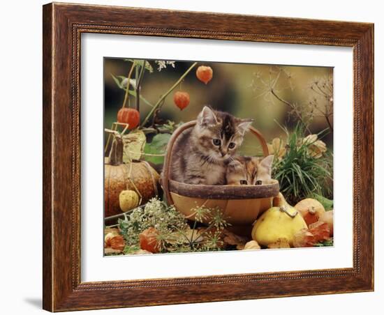 Two Domestic Kittens (Felis Catus) in Basket Surrounded by Pumpkins-Jane Burton-Framed Photographic Print