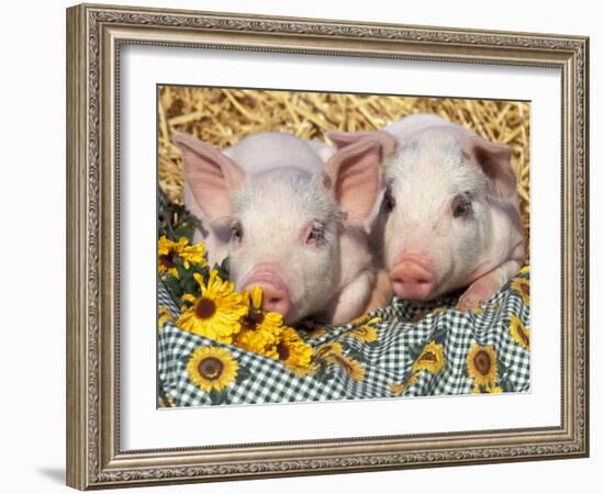 Two Domestic Piglets, Mixed-Breed-Lynn M. Stone-Framed Photographic Print