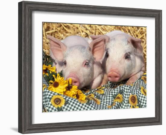 Two Domestic Piglets, Mixed-Breed-Lynn M. Stone-Framed Photographic Print