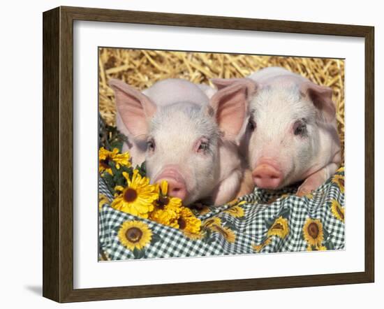 Two Domestic Piglets, Mixed-Breed-Lynn M. Stone-Framed Photographic Print