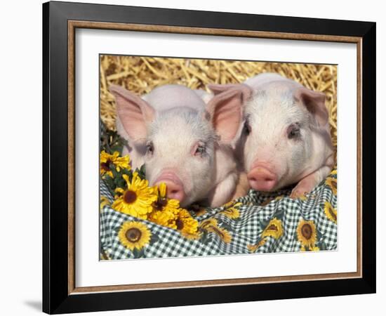 Two Domestic Piglets, Mixed-Breed-Lynn M. Stone-Framed Photographic Print