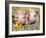 Two Domestic Piglets, Mixed-Breed-Lynn M. Stone-Framed Photographic Print