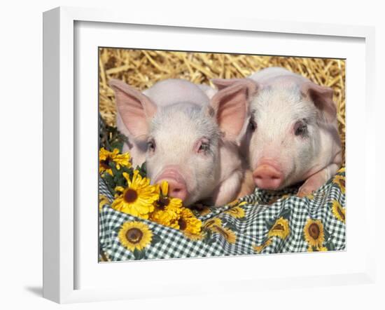 Two Domestic Piglets, Mixed-Breed-Lynn M. Stone-Framed Photographic Print