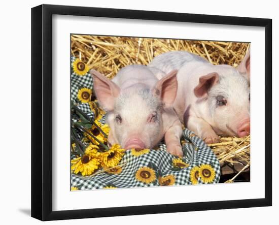 Two Domestic Piglets, Mixed-Breed-Lynn M^ Stone-Framed Photographic Print