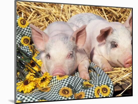 Two Domestic Piglets, Mixed-Breed-Lynn M. Stone-Mounted Photographic Print