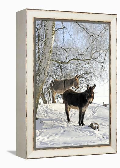 Two Donkeys Brown and Grey under Frost-Covered Birches on Wintry Belt-Harald Lange-Framed Premier Image Canvas