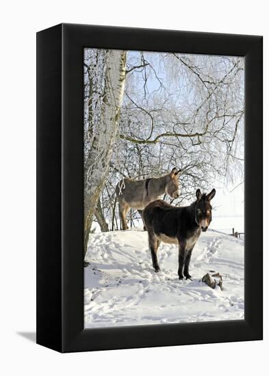 Two Donkeys Brown and Grey under Frost-Covered Birches on Wintry Belt-Harald Lange-Framed Premier Image Canvas