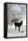 Two Donkeys Brown and Grey under Frost-Covered Birches on Wintry Belt-Harald Lange-Framed Premier Image Canvas