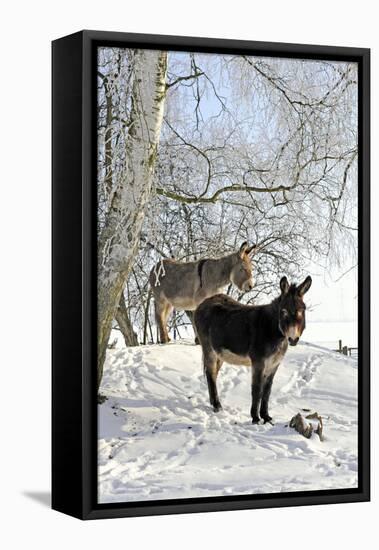 Two Donkeys Brown and Grey under Frost-Covered Birches on Wintry Belt-Harald Lange-Framed Premier Image Canvas