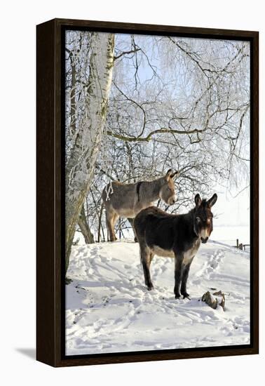 Two Donkeys Brown and Grey under Frost-Covered Birches on Wintry Belt-Harald Lange-Framed Premier Image Canvas