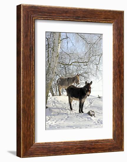 Two Donkeys Brown and Grey under Frost-Covered Birches on Wintry Belt-Harald Lange-Framed Photographic Print