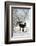 Two Donkeys Brown and Grey under Frost-Covered Birches on Wintry Belt-Harald Lange-Framed Photographic Print