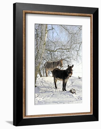 Two Donkeys Brown and Grey under Frost-Covered Birches on Wintry Belt-Harald Lange-Framed Photographic Print