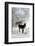 Two Donkeys Brown and Grey under Frost-Covered Birches on Wintry Belt-Harald Lange-Framed Photographic Print