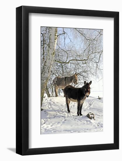 Two Donkeys Brown and Grey under Frost-Covered Birches on Wintry Belt-Harald Lange-Framed Photographic Print