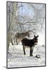 Two Donkeys Brown and Grey under Frost-Covered Birches on Wintry Belt-Harald Lange-Mounted Photographic Print