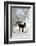 Two Donkeys Brown and Grey under Frost-Covered Birches on Wintry Belt-Harald Lange-Framed Photographic Print