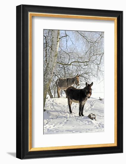 Two Donkeys Brown and Grey under Frost-Covered Birches on Wintry Belt-Harald Lange-Framed Photographic Print