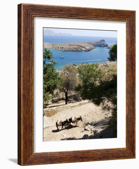 Two Donkeys in the St. Paul Bay, Lindos, Rhodes, Dodecanese, Greek Islands, Greece, Europe-Oliviero Olivieri-Framed Photographic Print