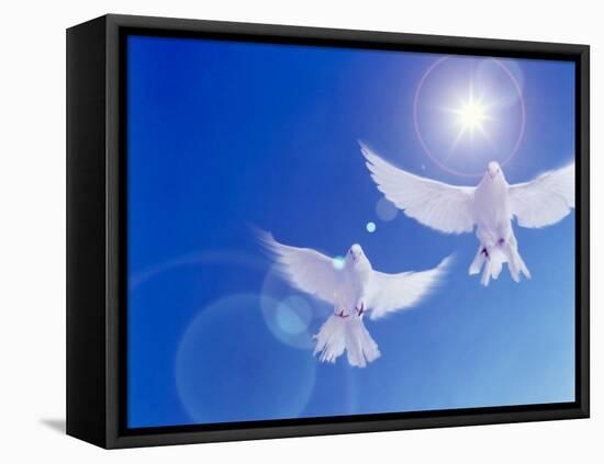 Two Doves Side by Side with Wings Outstretched in Flight with Brilliant Light And Blue Sky-null-Framed Premier Image Canvas