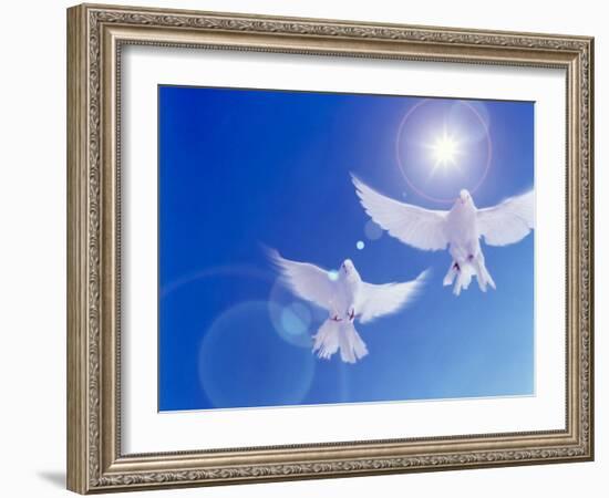 Two Doves Side by Side with Wings Outstretched in Flight with Brilliant Light And Blue Sky-null-Framed Photographic Print