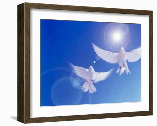 Two Doves Side by Side with Wings Outstretched in Flight with Brilliant Light And Blue Sky-null-Framed Photographic Print