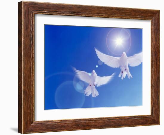 Two Doves Side by Side with Wings Outstretched in Flight with Brilliant Light And Blue Sky-null-Framed Photographic Print