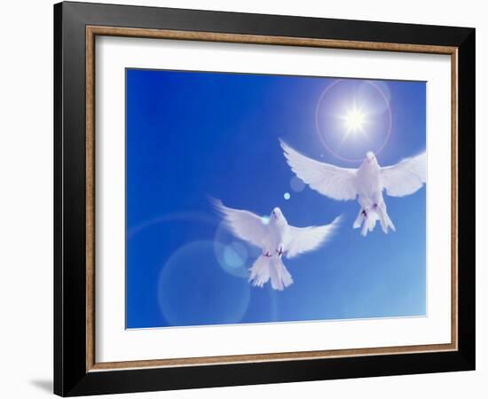 Two Doves Side by Side with Wings Outstretched in Flight with Brilliant Light And Blue Sky-null-Framed Photographic Print