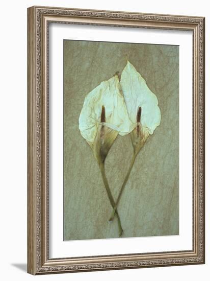 Two Dried Flowerheads of Arum or Calla Lily or Zantedeschia Aethiopica Crowborough Lying-Den Reader-Framed Photographic Print